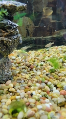 Iotichthys phlegethontis