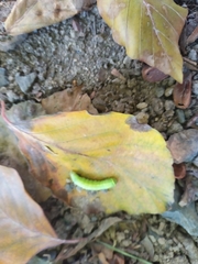 Symphyta