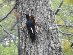 Campephilus magellanicus