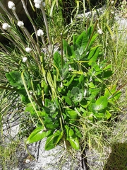 Hermas villosa