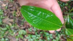 Miconia squamulosa
