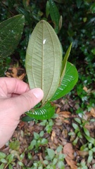 Miconia squamulosa