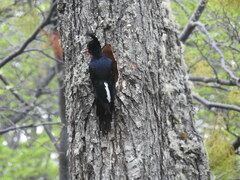 Campephilus magellanicus
