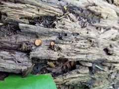 Scutellinia