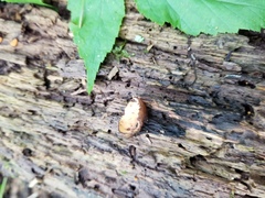 Scutellinia