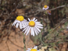Felicia muricata