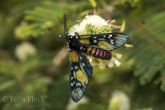 Chrysocale principalis