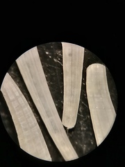 Scaphopoda