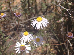 Felicia muricata