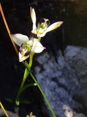 Disa bivalvata