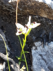 Disa bivalvata