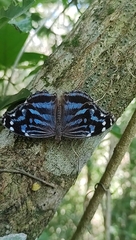 Myscelia ethusa ethusa