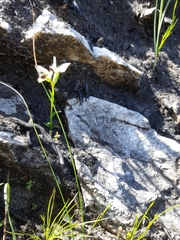 Disa bivalvata