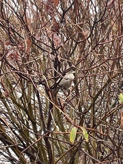 Passer domesticus