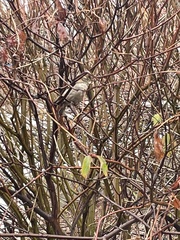 Passer domesticus