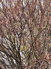 Passer domesticus
