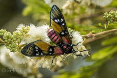 Chrysocale principalis