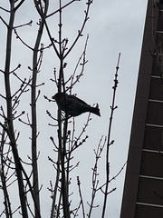 Passer domesticus