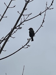 Passer domesticus