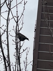 Passer domesticus