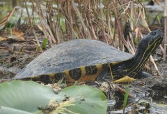 Pseudemys floridana