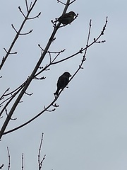 Passer domesticus