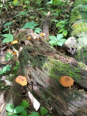 Phaeomarasmius proximans