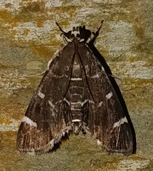 Hymenia perspectalis