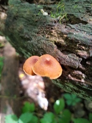 Phaeomarasmius proximans