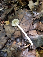 Pluteus deceptivus