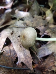 Pluteus deceptivus