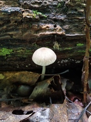 Pluteus deceptivus