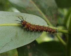 Ormiscodes amphimone