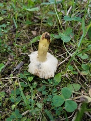 Russula pulverulenta
