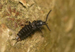 Phosphaenus hemipterus