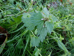 Lamium hybridum