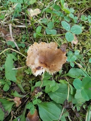 Russula pulverulenta