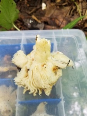 Russula pulverulenta