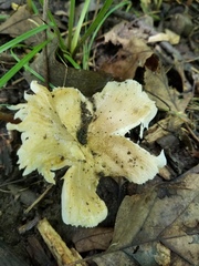 Russula pulverulenta