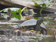 Pseudemys floridana