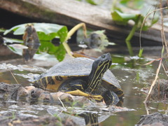 Pseudemys floridana