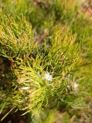 Serruria inconspicua