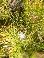 Serruria inconspicua