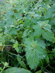 Lamium hybridum