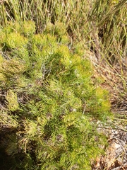 Serruria inconspicua