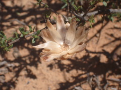 Pteronia elongata