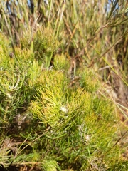 Serruria inconspicua