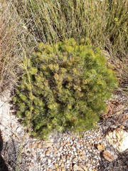 Serruria inconspicua