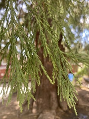 Sequoiadendron