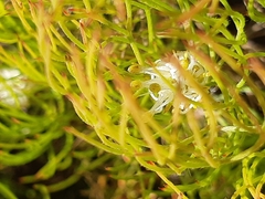 Serruria inconspicua